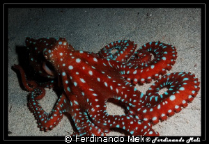 Octopus in the night. by Ferdinando Meli 